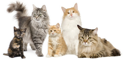 Jual-Beli Kucing Kota Bandung