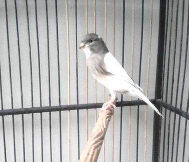 Panda Simetris Putih Abu