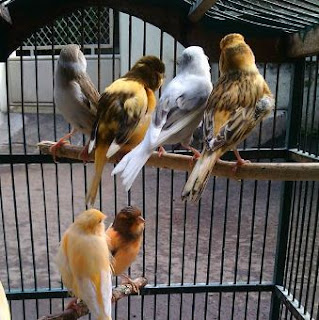 jenis-jenis burung kenari