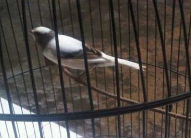 Panda Simetris Putih Abu