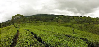 Kebun Teh Sukawana