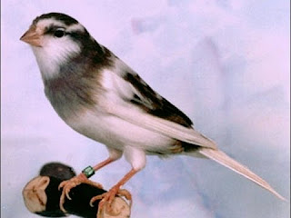 Jual Beli Burung Kenari Kota Bandung