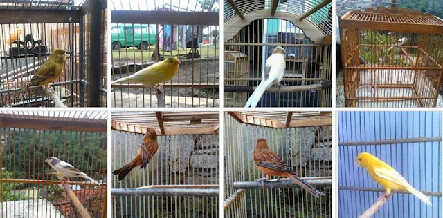 Jenis Burung Kenari yang Bisa Ditemukan di JBKB