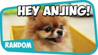 anjing-anjir-anjay Anjing Anjir Anjay
