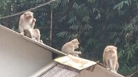 monyet-liar-bandung Kawanan Monyet Keliaran di Kota Bandung Bukan Tanda Bencana